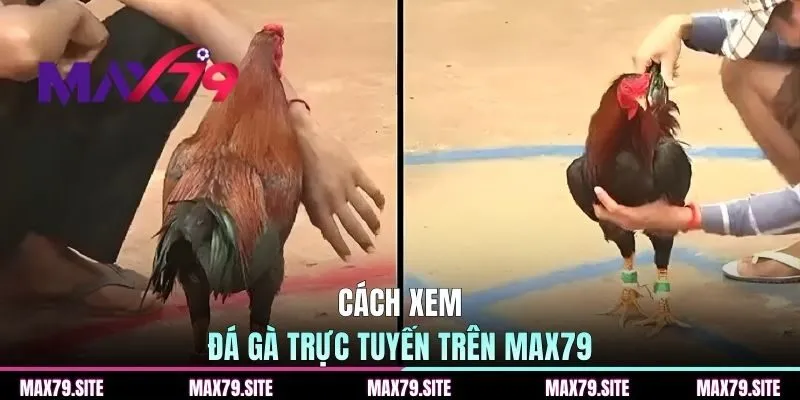 Cách xem đá gà trực tuyến trên MAX79