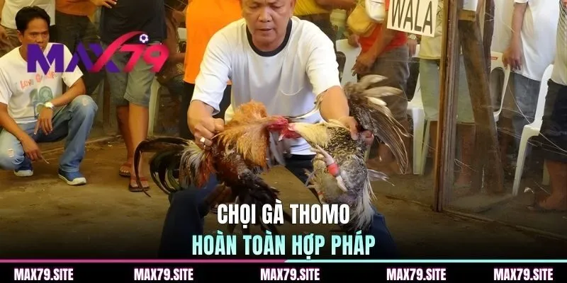 Chọi gà Thomo hoàn toàn hợp pháp