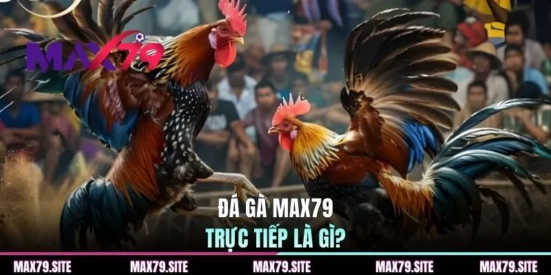Đá gà MAX79 trực tiếp là gì?