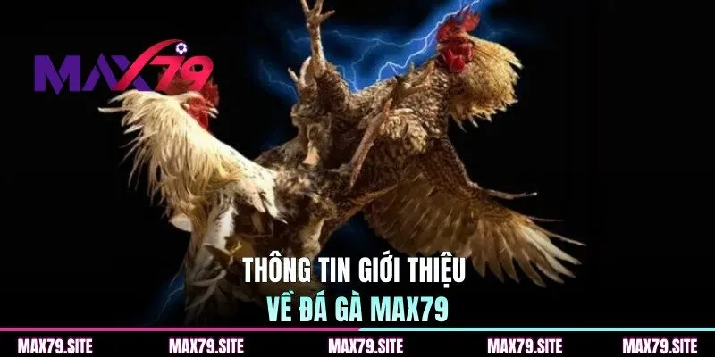 Thông tin giới thiệu về đá gà MAX79