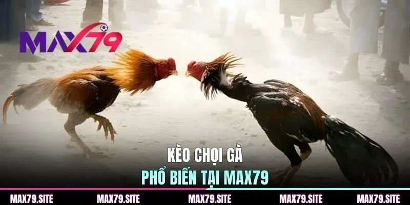 Kèo chọi gà phổ biến tại MAX79