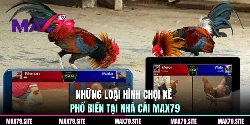 Những loại hình chọi kê phổ biến tại nhà cái MAX79