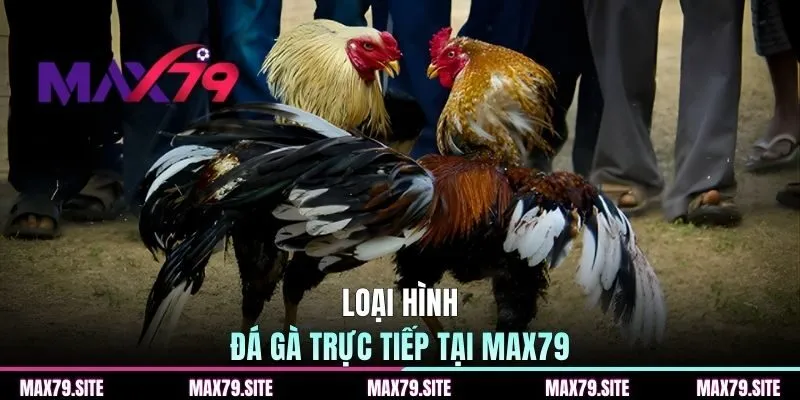 Loại hình đá gà trực tiếp tại MAX79