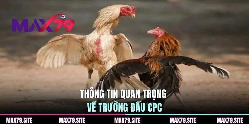Thông tin quan trọng cần nắm rõ về trường đấu CPC