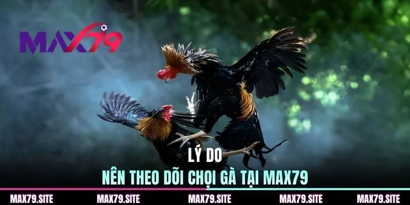 Lý do nên theo dõi chọi gà tại MAX79