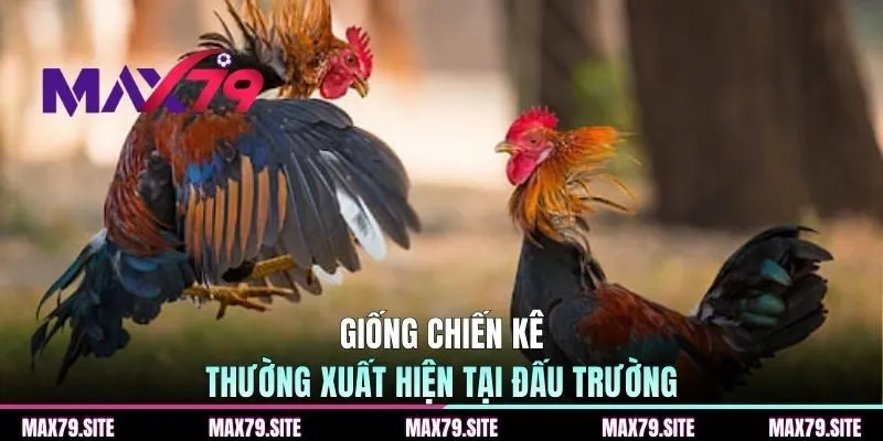 Những giống chiến kê thường xuyên xuất hiện tại đấu trường