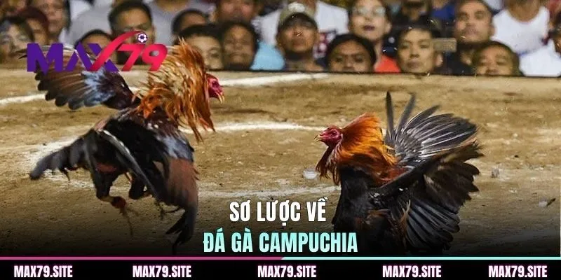 Sơ lược về đá gà Campuchia
